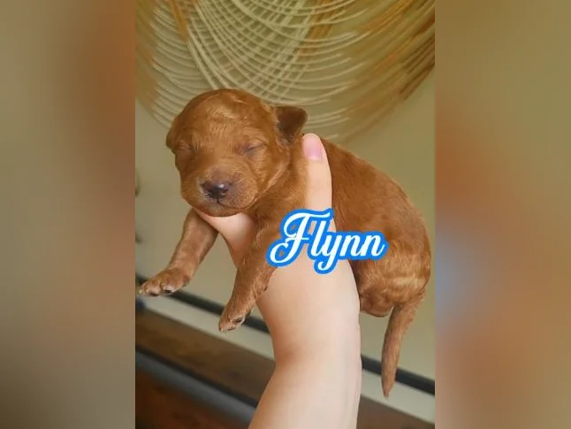 MINI GOLDENDOODLE ROUGE/ROUX thumbnail 6