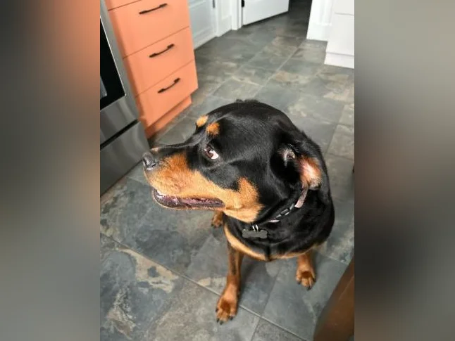 Rottweiler femelle 4ans