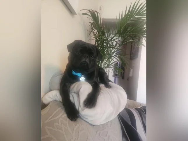 Un amoureux pour vos puguette/carline