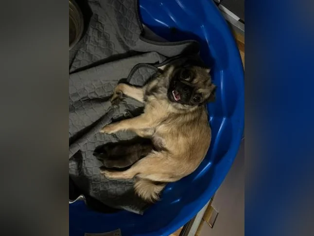PUG / CARLIN