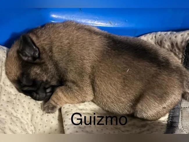 PUG / CARLIN thumbnail 4
