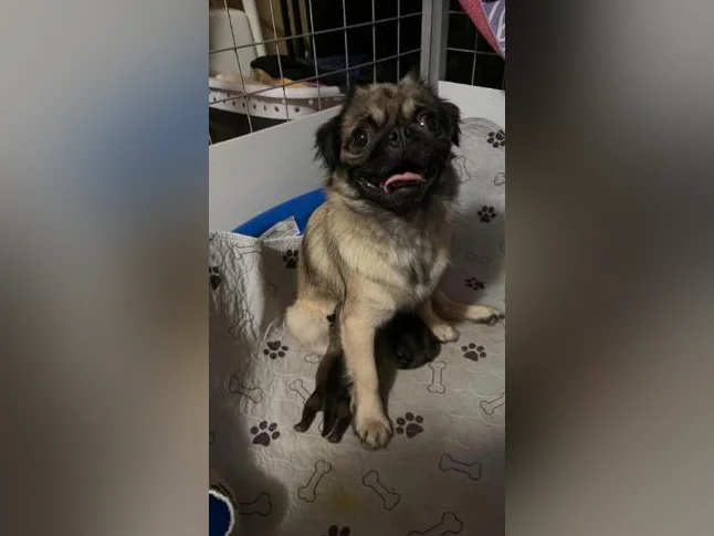 PUG / CARLIN thumbnail 2
