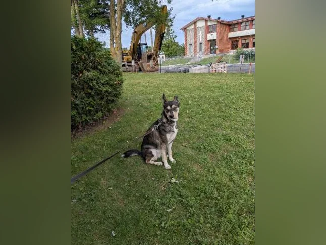 Husky. Et. Golden retriever a donner.