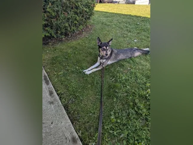 Husky. Et. Golden retriever a donner. thumbnail 3
