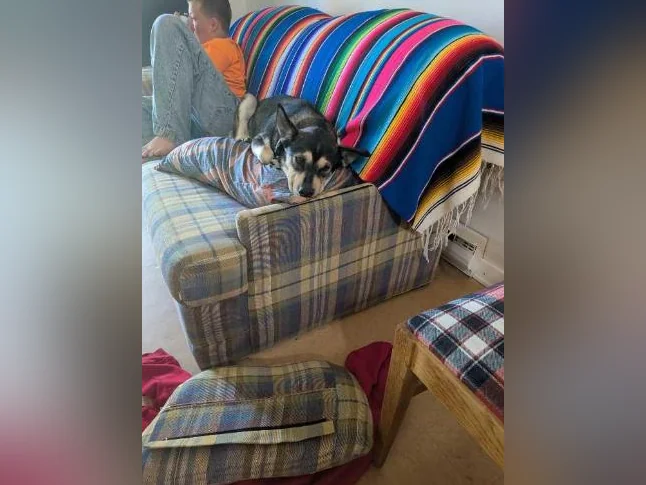 Husky. Et. Golden retriever a donner. thumbnail 2