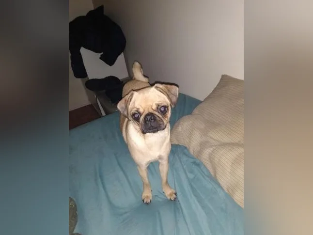 Cherche chambre à louer qui accepte les petits chiens