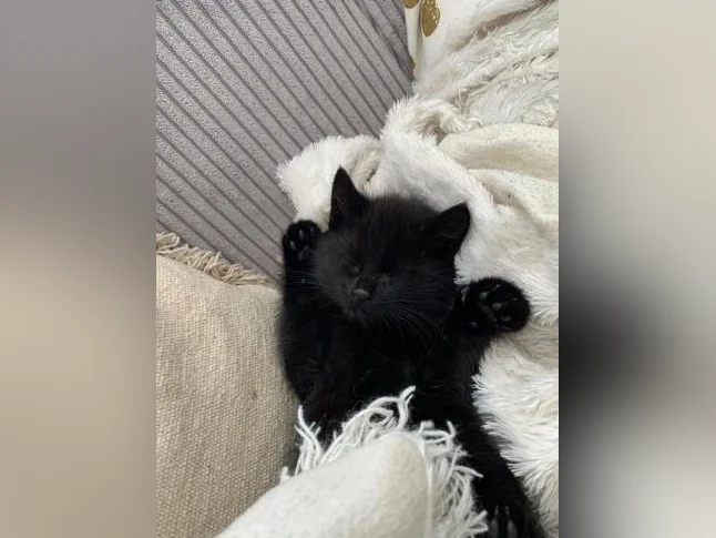 Chaton Angora thumbnail 2