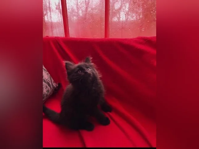 Chaton Angora