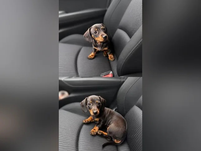 Chiot Teckel miniature