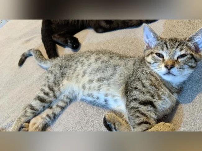 *Adorables chatons prêts pour adoption*