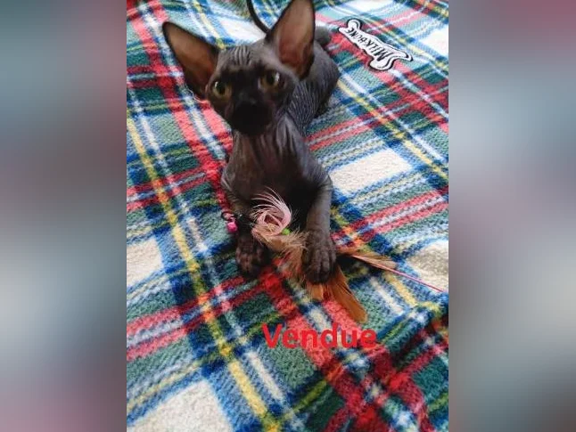 Magnifique portée de chatons Sphynx – 10 semaines, vaccinés et vermifugés thumbnail 4