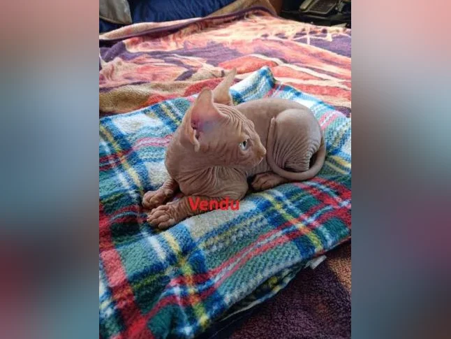 Magnifique portée de chatons Sphynx – 10 semaines, vaccinés et vermifugés thumbnail 3