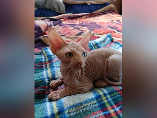 Magnifique portée de chatons Sphynx – 10 semaines, vaccinés et vermifugés thumbnail 2