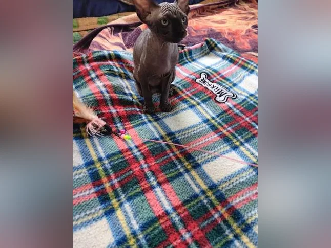 Magnifique portée de chatons Sphynx – 10 semaines, vaccinés et vermifugés