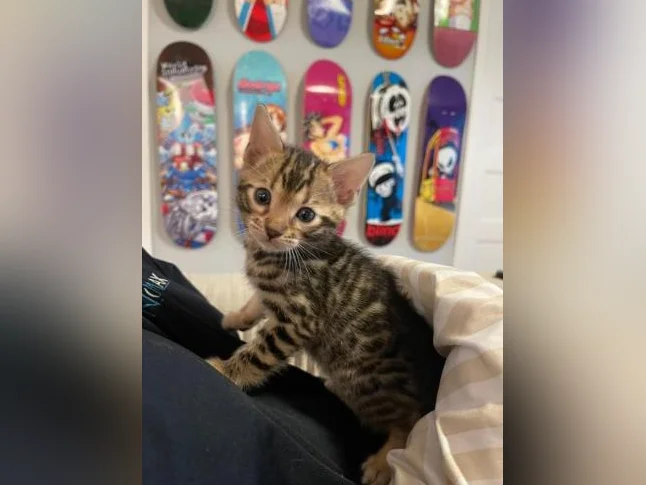 Bebe bengal