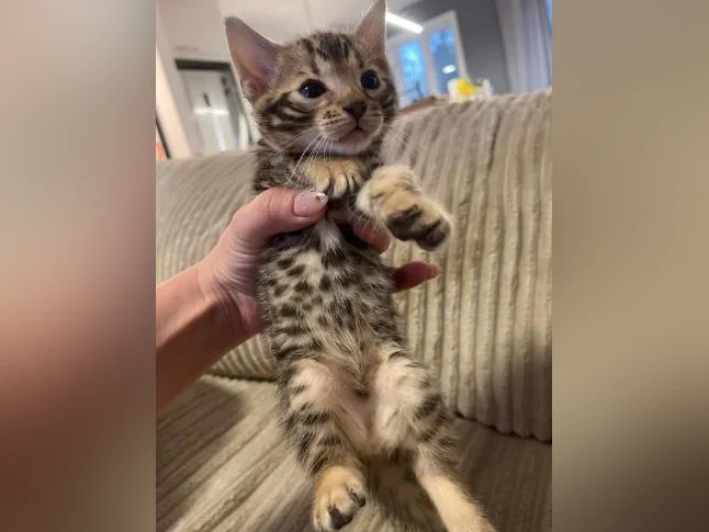 Bebe bengal thumbnail 3