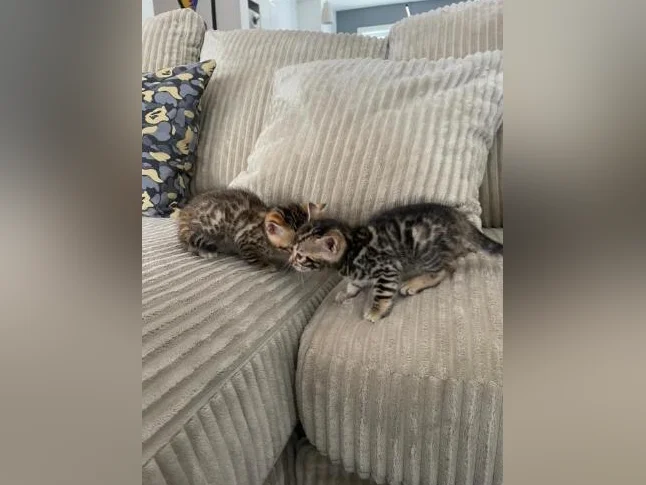 Bebe bengal thumbnail 7
