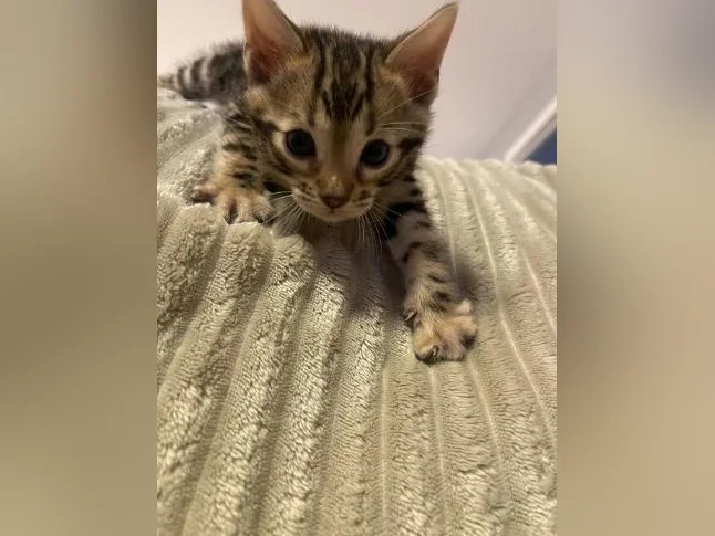 Bebe bengal thumbnail 2