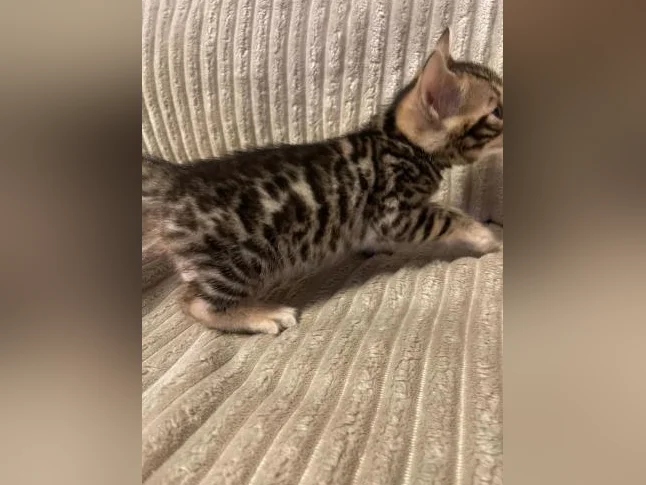 Bebe bengal thumbnail 4