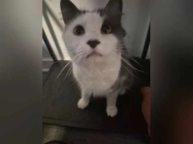 Chatte
