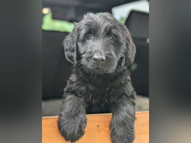 Chiots Goldendoodle prêt à partir