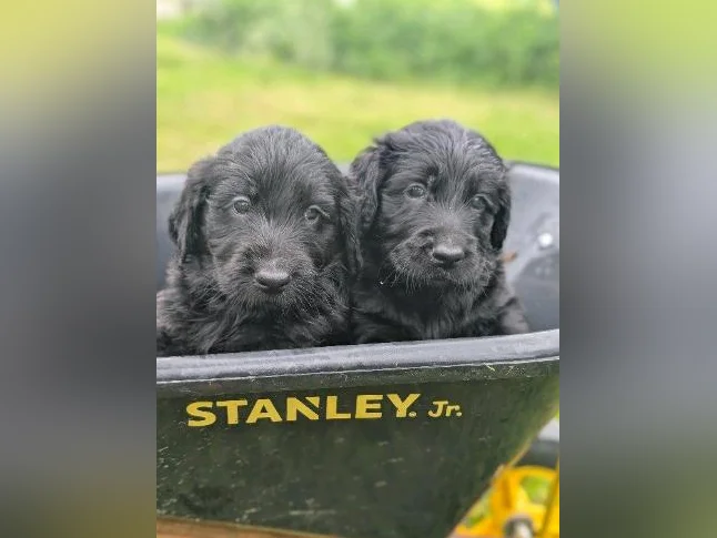 Chiots Goldendoodle prêt à partir thumbnail 3