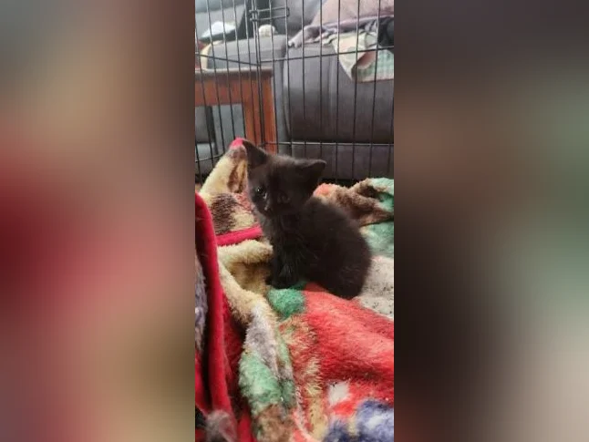 Chatons prêts pour l adoption thumbnail 6
