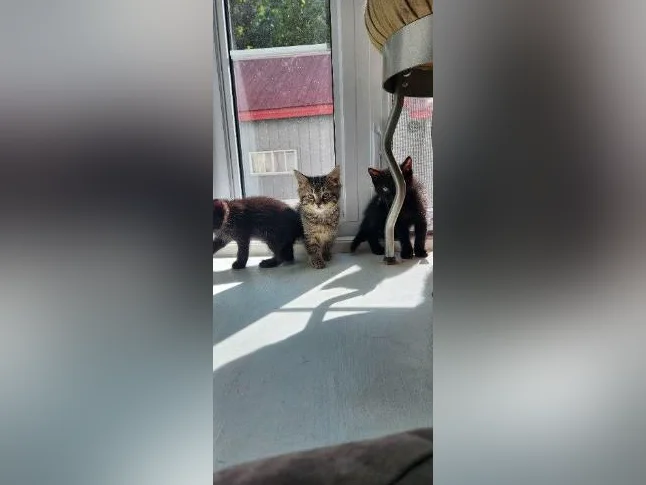 Chatons prêts pour l adoption