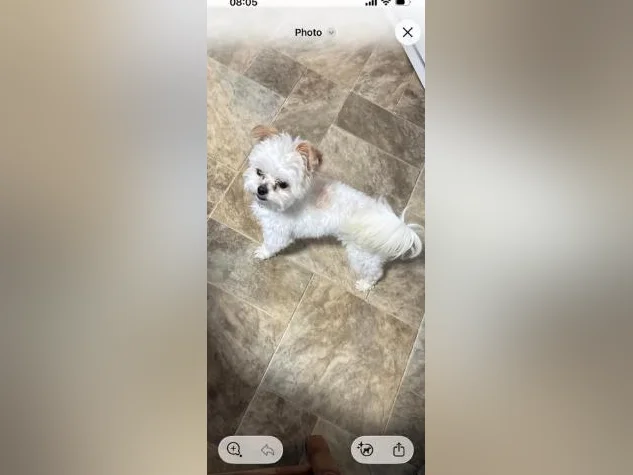 Mini prince
