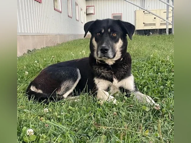 Chien à donner