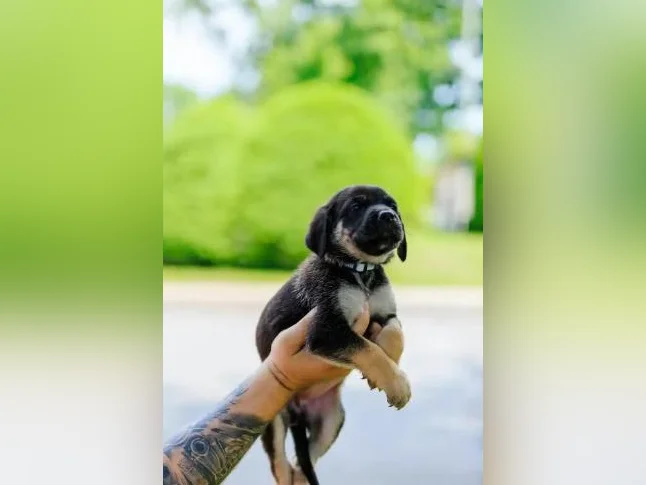 Chiot Cane Suisse thumbnail 5