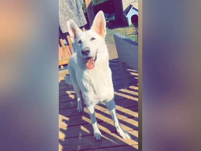 Chiot Cane Suisse