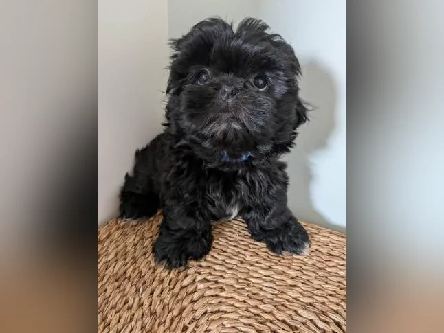 🐾 Magnifiques chiots Shih Tzu