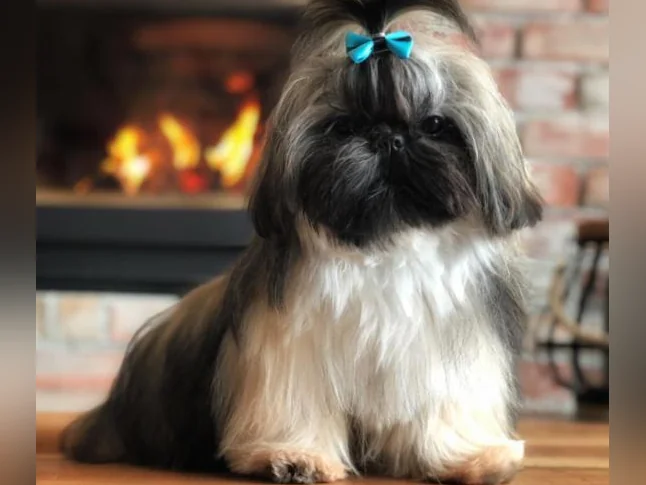 🐾 Magnifiques chiots Shih Tzu thumbnail 5