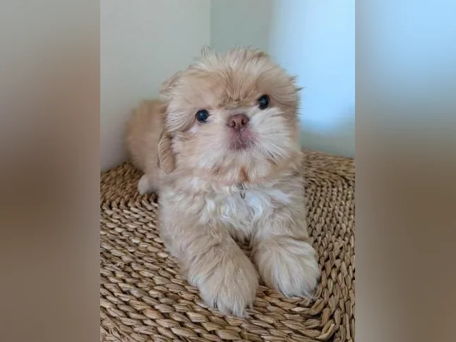 🐾 Magnifiques chiots Shih Tzu thumbnail 2