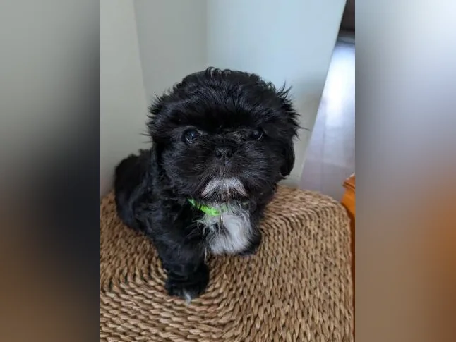 🐾 Magnifiques chiots Shih Tzu thumbnail 3
