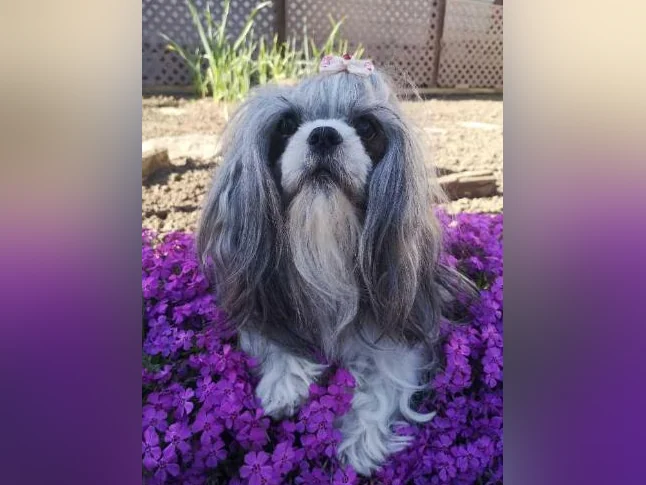 🐾 Magnifiques chiots Shih Tzu thumbnail 4