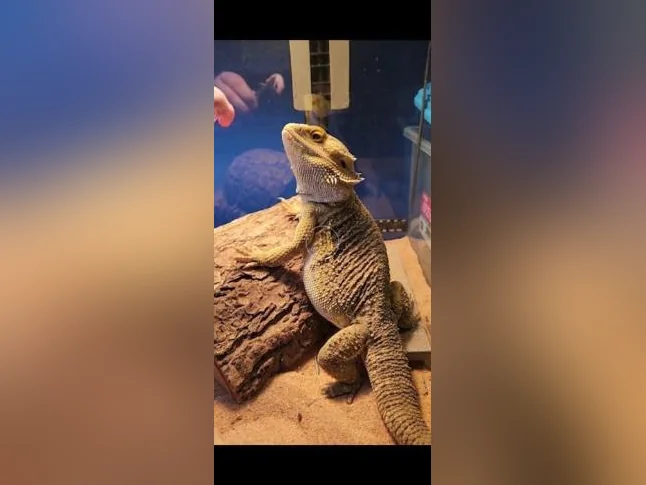 Dragon barbu