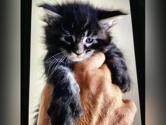 Mainecoon tica thumbnail 5