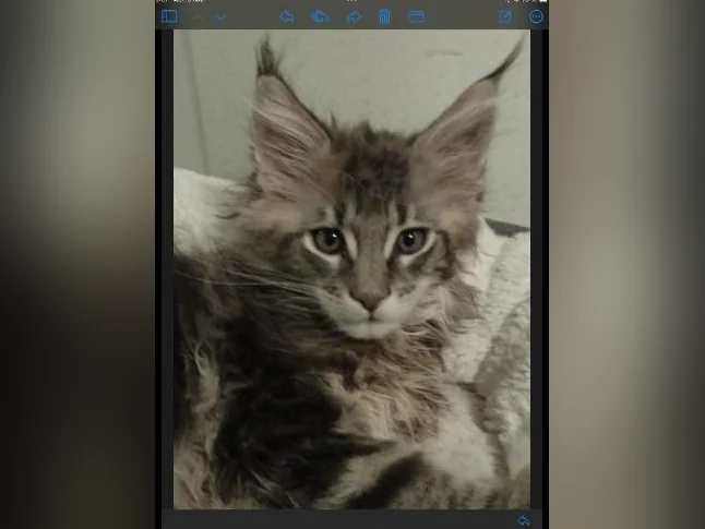 Mainecoon tica thumbnail 10