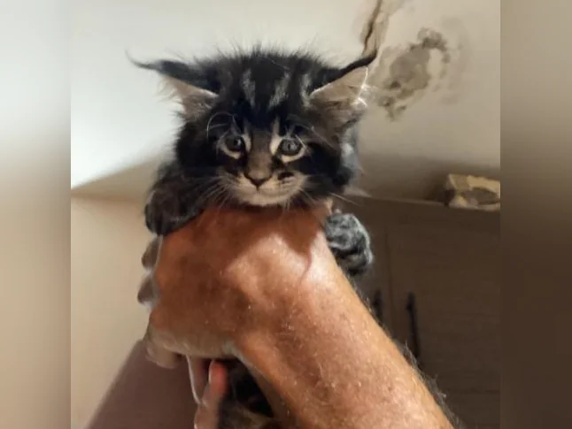 Mainecoon tica thumbnail 4