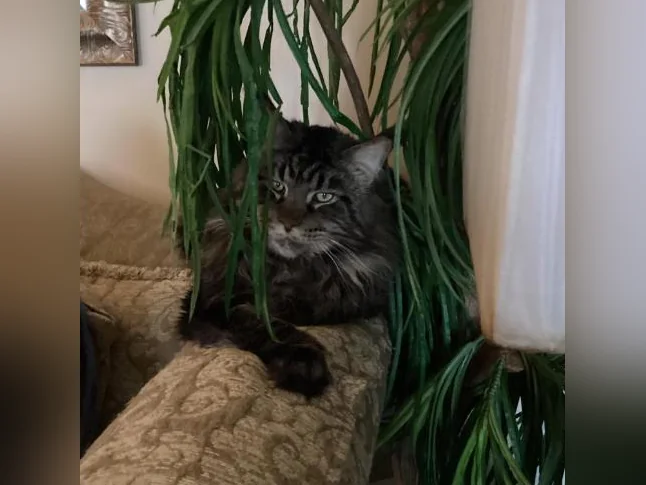 Mainecoon tica thumbnail 7