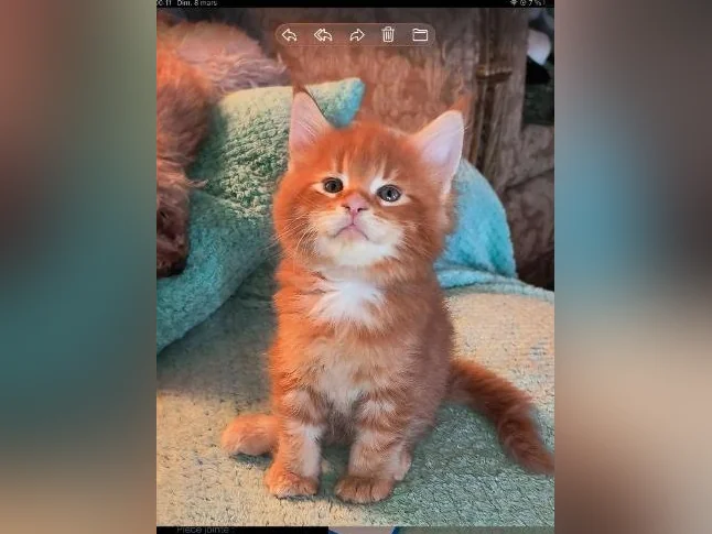 Mainecoon tica thumbnail 2