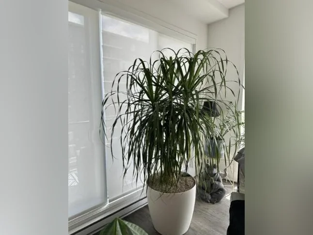 Wow! Beaucarnea géant de 7 pieds — Pot Lechuza haut de gamme inclus