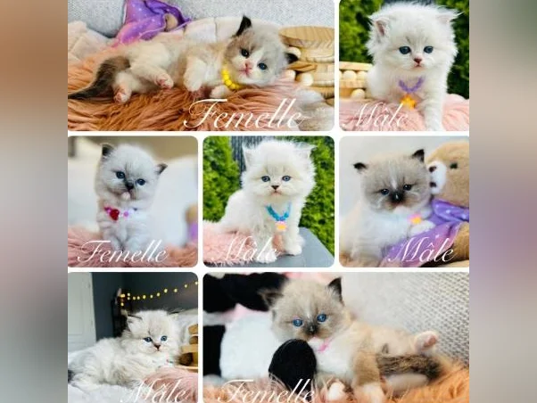 Chatons Ragdoll pure race (mâles et femelles) très affectueux