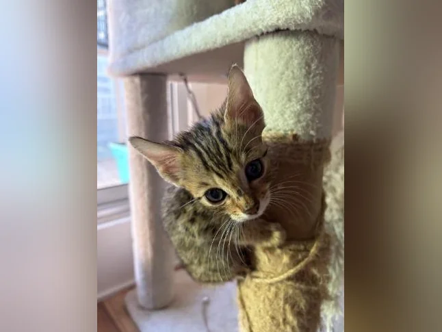 chat du bengal a vendre