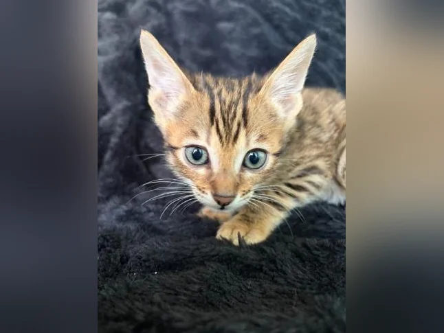 chat du bengal a vendre thumbnail 6