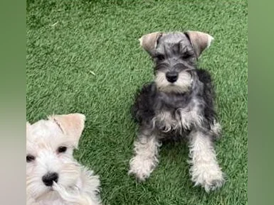 Schnauzer Nain thumbnail 4