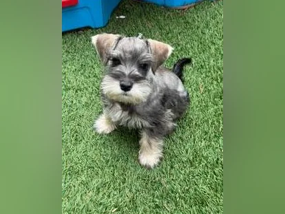 Schnauzer Nain thumbnail 2