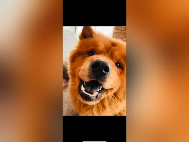 Chow Chow roux thumbnail 2